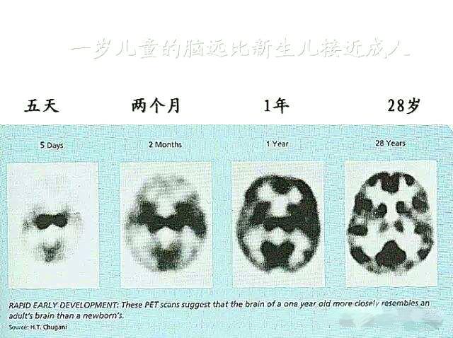 哈士奇模仿婴儿爬行视频:你和哈士奇有哪些生活趣事？