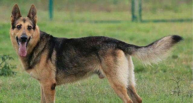 昆明犬:德牧和昆明犬哪个体型大？