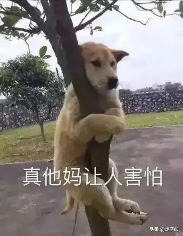 带链铐的美女犬奴:狗是不是一种奴性很强的动物？