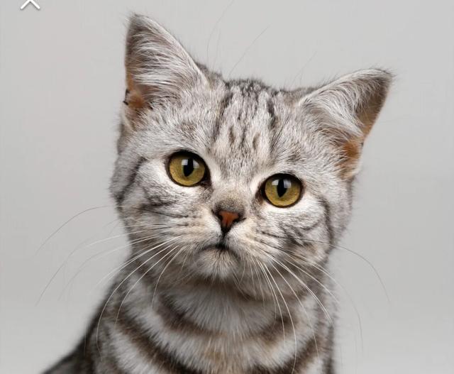 猫咪绝育:母猫做绝育，会有什么危害？ 猫咪绝育前注意事项