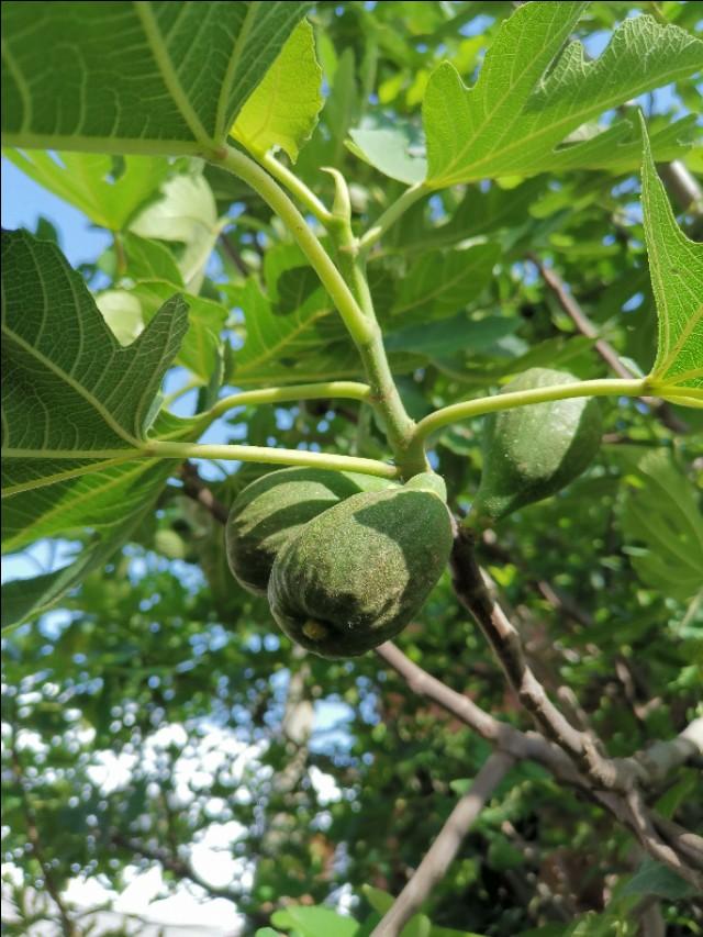 盆栽无花果枝条里的汁液真的有毒吗？粘手上了怎么办？