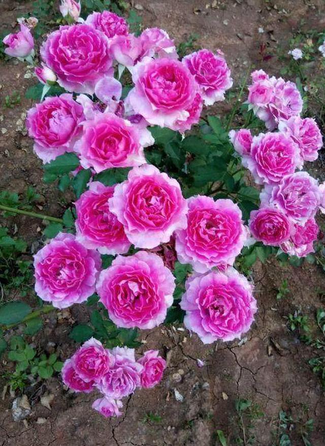 头条问答 - 天方夜谭月季种植方法是什么?如何插枝?(14个回答)