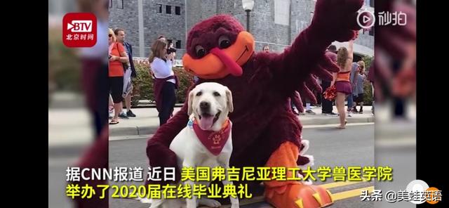 哈尔滨狗博士:哈尔滨女博士为流浪狗建泳池被说爱心泛滥，这事你怎么看？