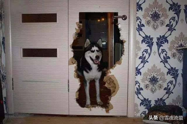 happy猫猫狗狗:宠物猫和狗谁的破坏力更强？你们家里养的是猫还是狗？