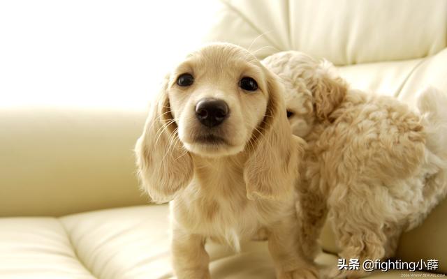 松狮狗狂叫:狗为什么一直叫？烦死了，还让不让人睡觉。扰民就不对了吧？ 土松狗跟松狮狗的区别