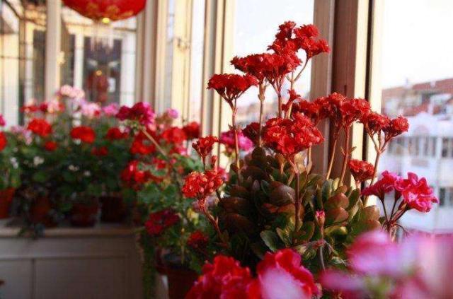 春节什么样的花卉更受欢迎？
