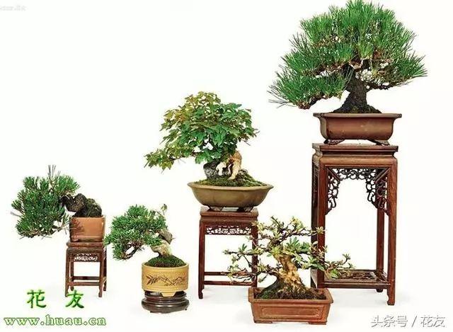 魔南景天夏季落叶怎么办:夏季盆景适合室外养护还是室内养护？