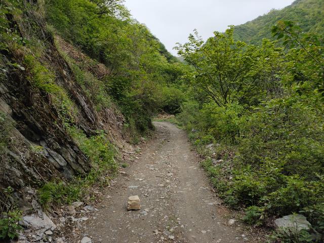 新藤惠美:地里长了许多葛根藤，怎么清除？