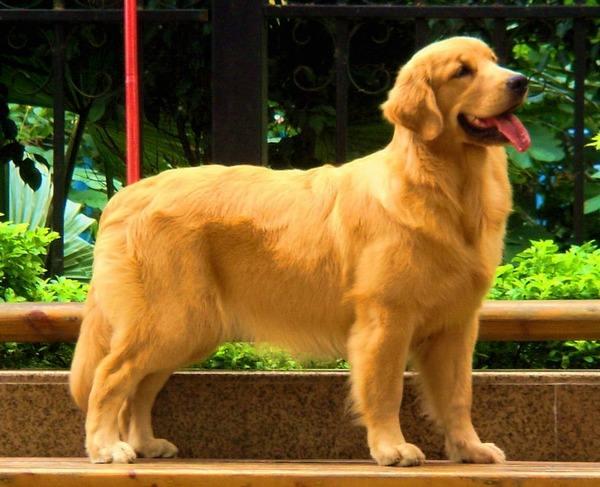 东莞金毛犬吧:想养金毛犬，但是金毛犬好养吗？