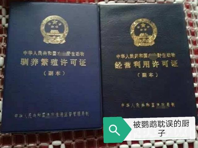 横斑鹦鹉为什么禁卖:鹦鹉鱼横躺在缸底不动是什么原因啊！请大家帮帮忙？