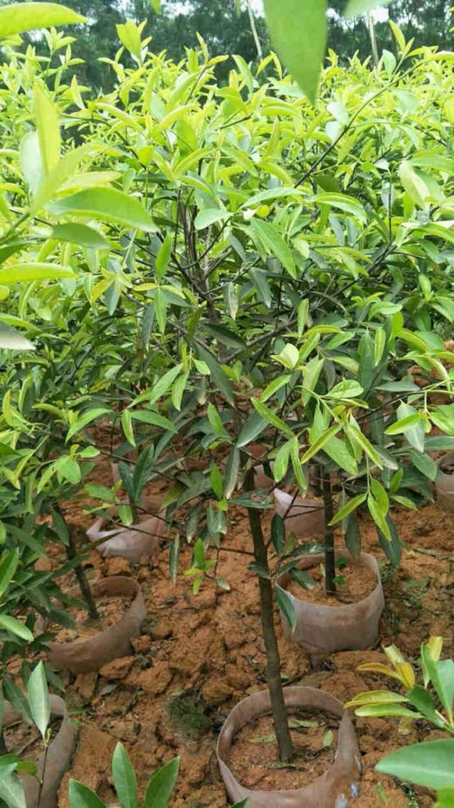 头条问答 - 山竹树苗栽植前是否用水泡一泡根系?(3个回答)