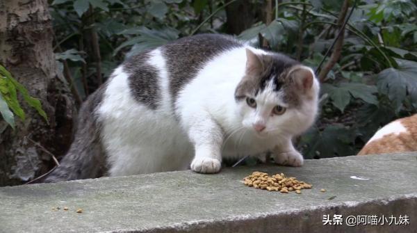 广州领养猫狗要钱嘛:领养家生田园猫需要支付钱正常吗？