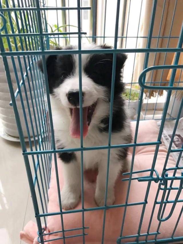 铲屎官是什么意思:如何做一名合格的铲屎官？
