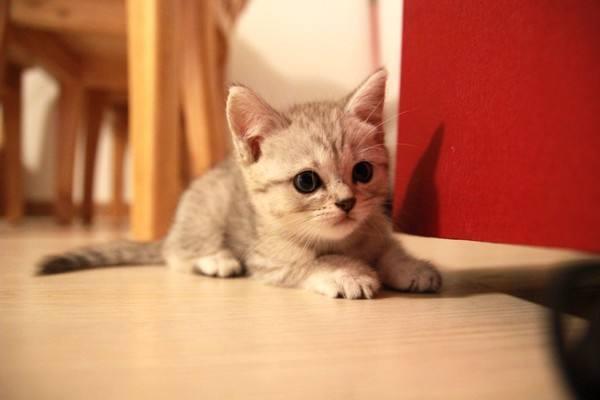 养一只电子宠物猫吧:养哪些宠物比较不费时间而且好照顾？