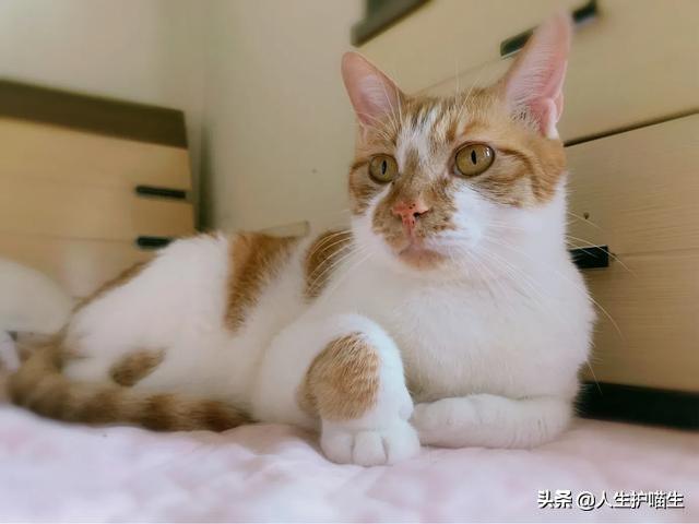 蓝眼白猫脾气好不好:每只猫的性格真的都不同吗？