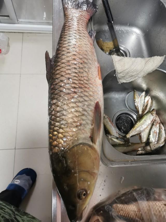 沈阳青鱼王图片:请问各位钓友，野钓青鱼、鲤鱼，30斤左右选择什么鱼竿？