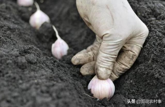 种大蒜,种大蒜行距和间距多少合适？