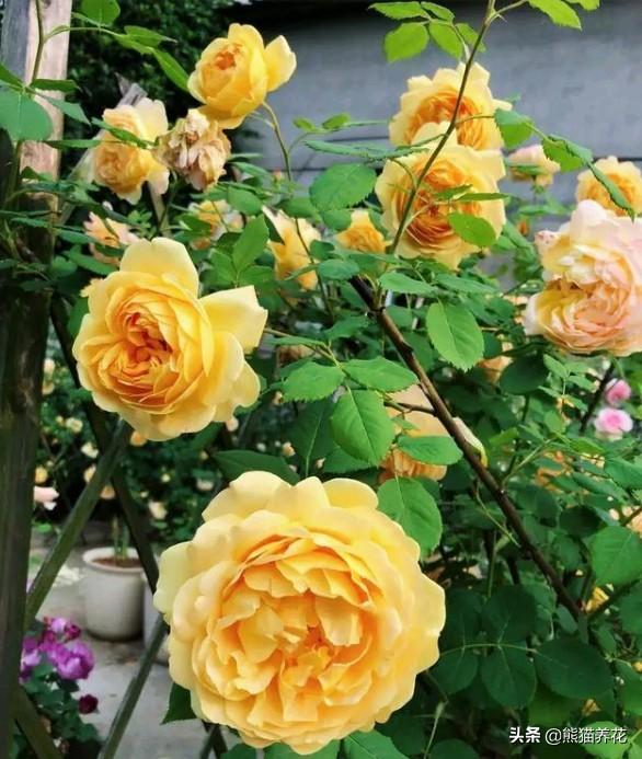 月季花品种介绍:月季花图片品种大全大图 自带香气，简单好养护的月季品种您喜欢哪些？