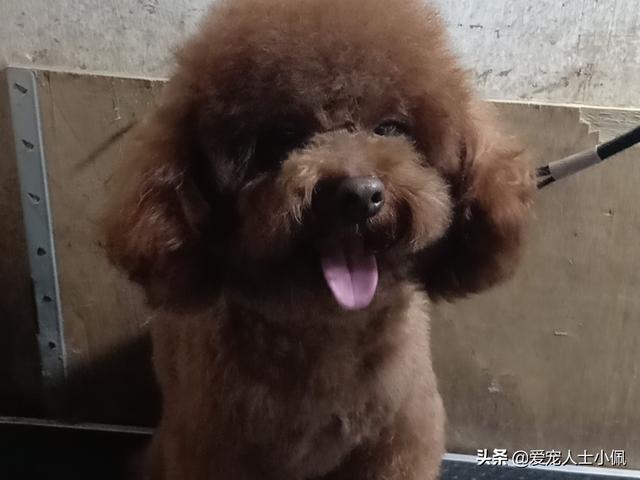 粗毛牧羊犬游戏在线玩:你觉得养什么狗能帮助减肥？