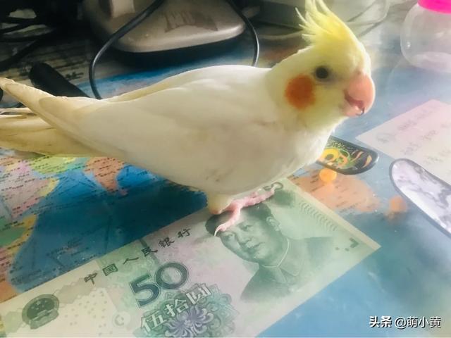 粉红凤头鹦鹉的喂食要点:玄凤鹦鹉夏天可以放在户外飘窗上养吗？