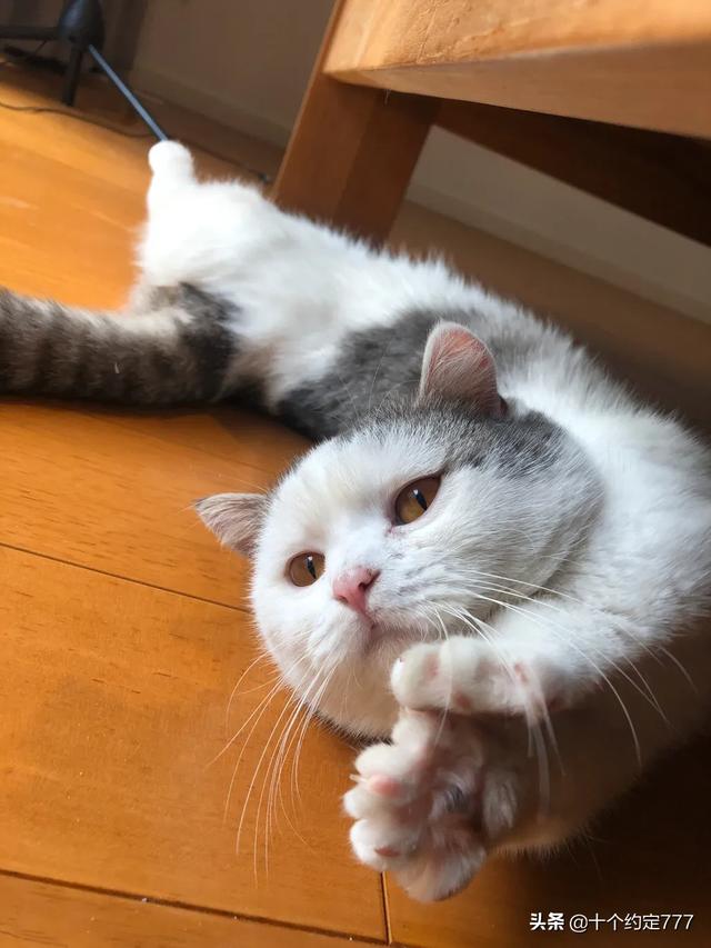猫咪血尿可以自己好么:吃三金片能治愈猫咪尿血吗？