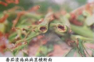 鸟眼辣椒:番茄溃疡病有什么危害？怎样防治？