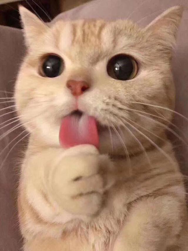 猫身上的吸血虫图片:养猫的朋友们，猫虱你们是怎么解决的？