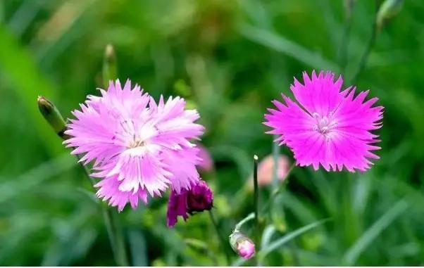 父爱如山；描述一下父亲在你心中的形象？