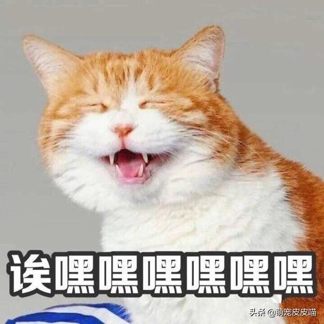 猫咪睡在猫砂盆:一个多月的小猫咪会用猫砂盆，但晚上还是乱尿，是怎么回事？