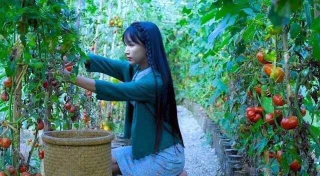 李子柒刷新世界纪录:网上关于李子柒的信息都是真实的吗