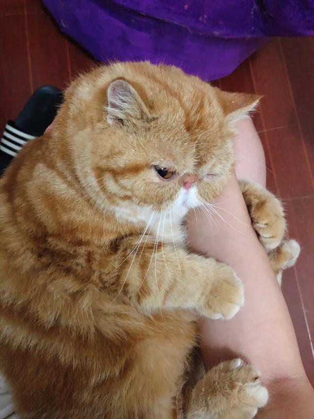 抱抱猫萌翻网友:猫咪想你撸它的时候，会有哪些行为？ 抱抱猫游戏