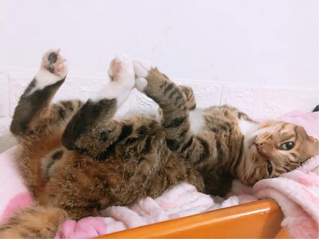 明堂养猫记第三集:儿子要养猫，老婆大人不同意，咋办？