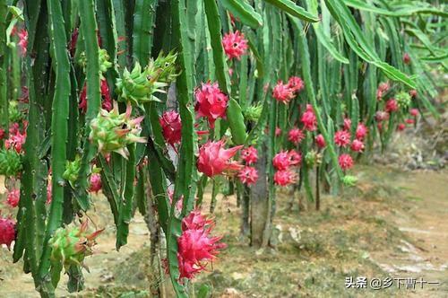 红龙果:红龙果的营养与功效 火龙果是外来的水果品种嘛？