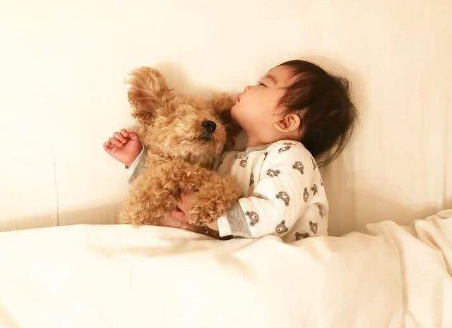比格犬图片:孩子快上小学了一直想养只狗，哪些狗狗的性格比较温顺？