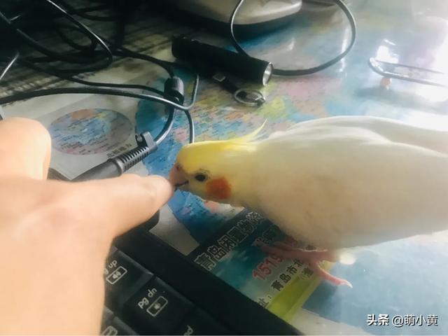 玄凤鹦鹉吧:玄凤鹦鹉用什么笼子比较好？ 玄凤鹦鹉吧唧嘴怎么回事