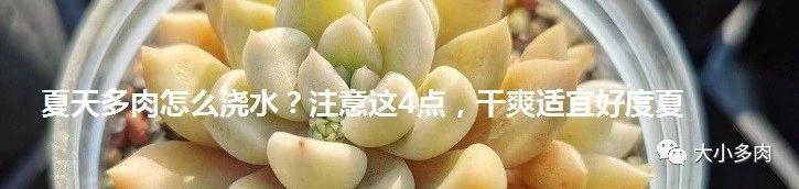 虹之玉叶片:多肉虹之玉可以和熊童子养在一起吗？有哪些建议？