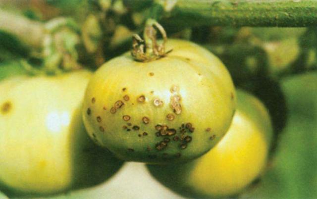 番茄细菌性斑点病发生的原因是什么？怎么防治？