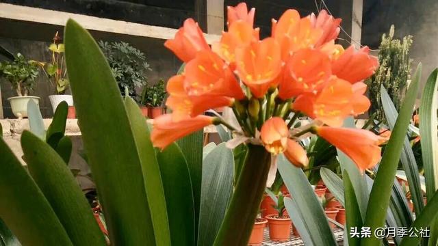 石蒜科的换锦花:冬天君子兰花败后适合换盆吗？