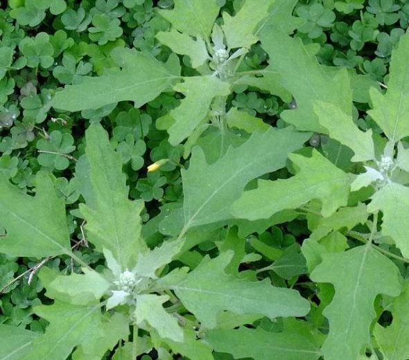 农村里野菜有多少种？都什么名字？
