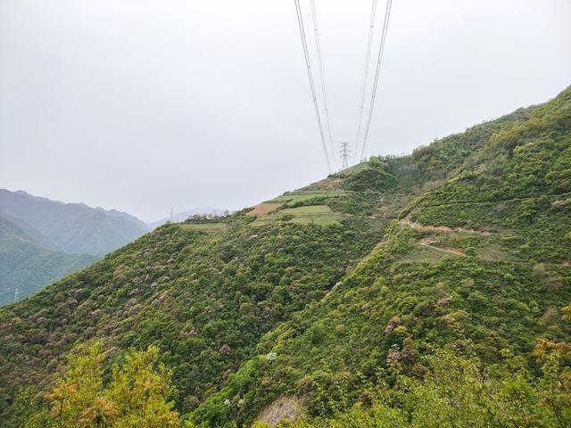新藤惠美:地里长了许多葛根藤，怎么清除？