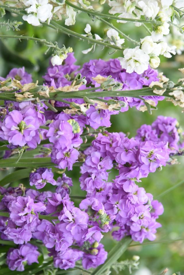 头条问答 - 十字花科的紫罗兰你拍过吗,怎样拍摄成具有艺术美感的摄影