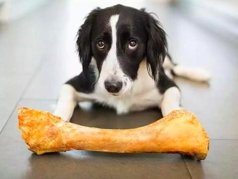 狗和骨头996:都说狗狗爱啃骨头，可是狗狗真的能吃骨头吗？