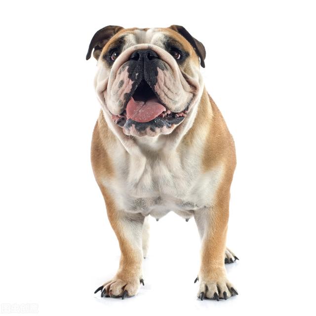 法斗犬能坐飞机吗:坐飞机可以带宠物嘛？例如狗，可以的话需要哪些手续？