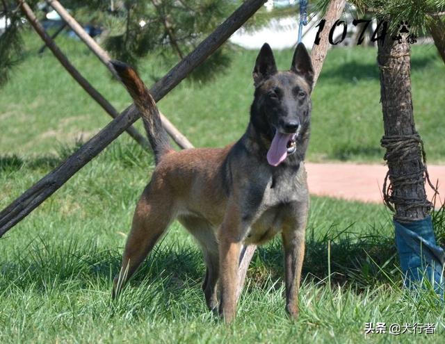 大型比利时玛利诺犬图片:为什么大家都不太敢养马犬？