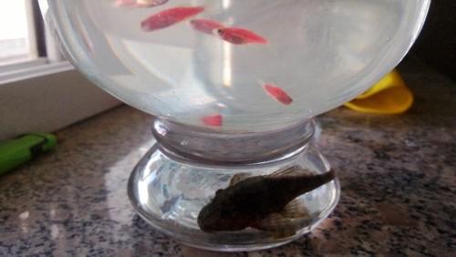 头条问答 如何养小鱼 雨落初晴的回答 0赞