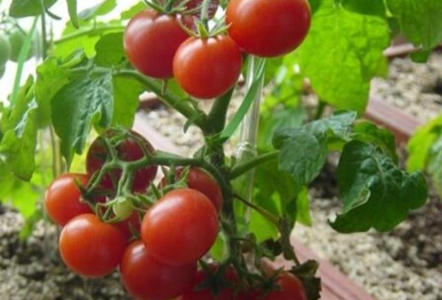 梦见往土里埋种子,小番茄种子直接埋土里能发芽吗?怎么做?