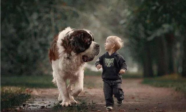 蝴蝶犬幼犬怎么驱虫:狗狗驱虫和打针在什么时候啊？