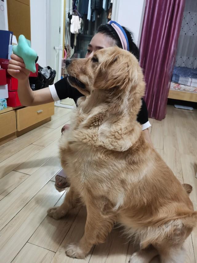 明犬作者照片:南京条约签署图右下角为什么有一只狗？