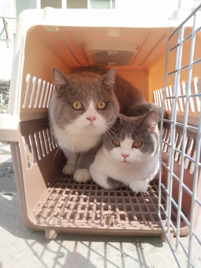 外国寻猫启示:猫丢了，网友都是如何寻猫的？ 寻猫启示
