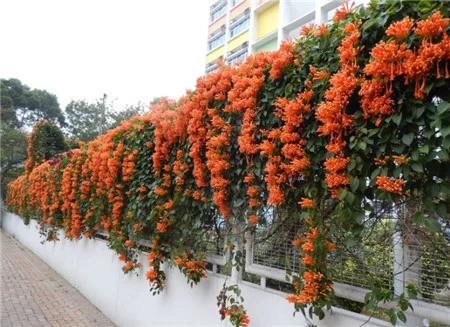 炮仗花:炮仗花是一种什么花？为什么感觉在北方地区很少见？